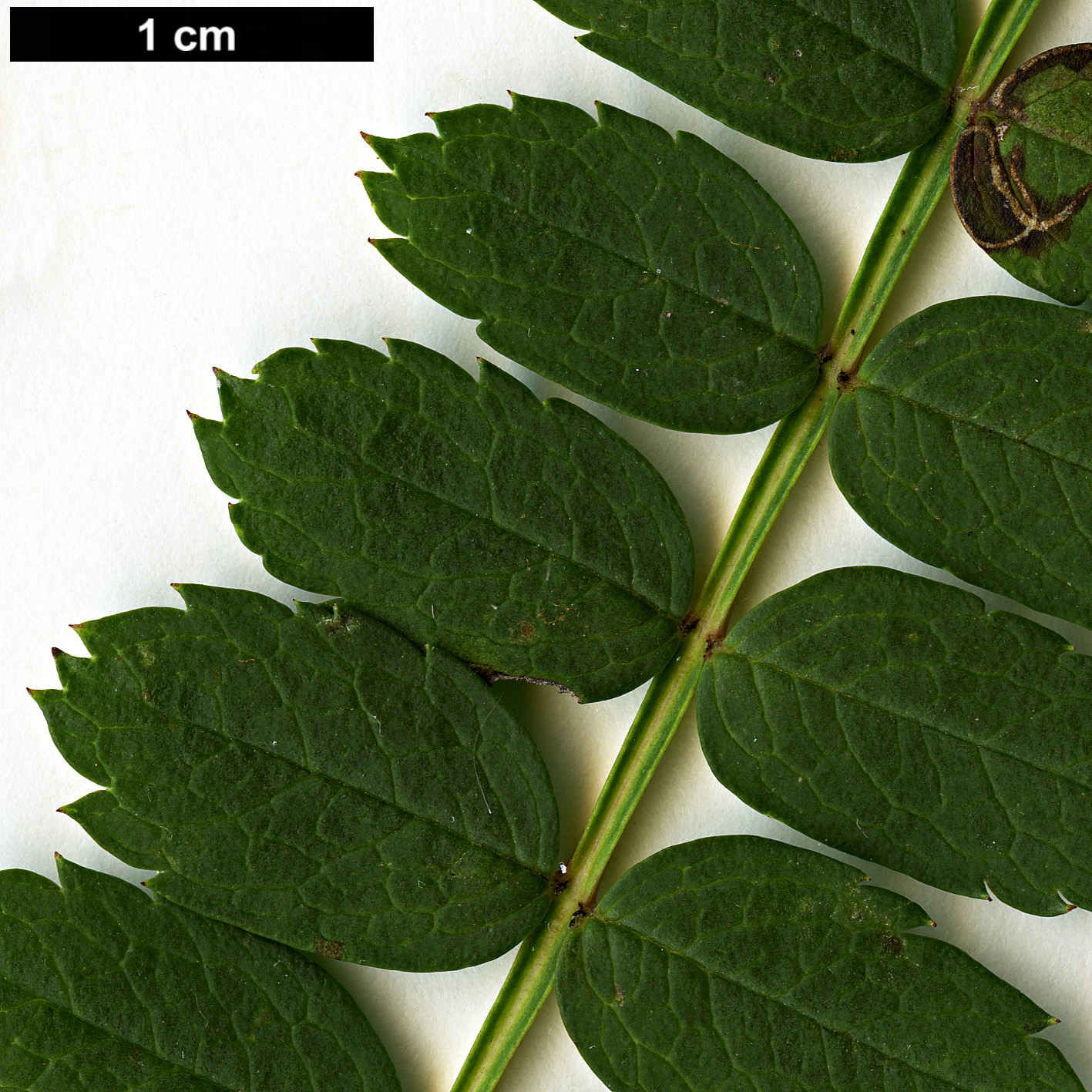 High resolution image: Family: Rosaceae - Genus: Sorbus - Taxon: KR 5100A (S. aff. filipes)